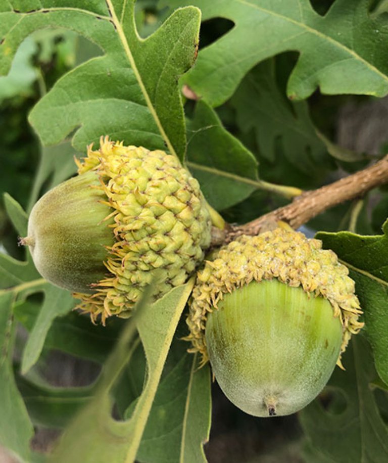 Quercus-macrocarpa-bur-oak-acorns-SelecTree-1.jpg