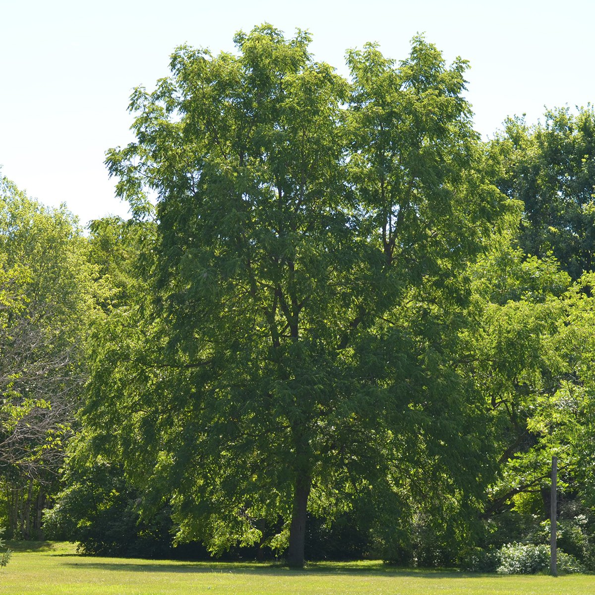mnrf-srb-blackwalnut-tree-1200x1200-2023-06-12.jpg