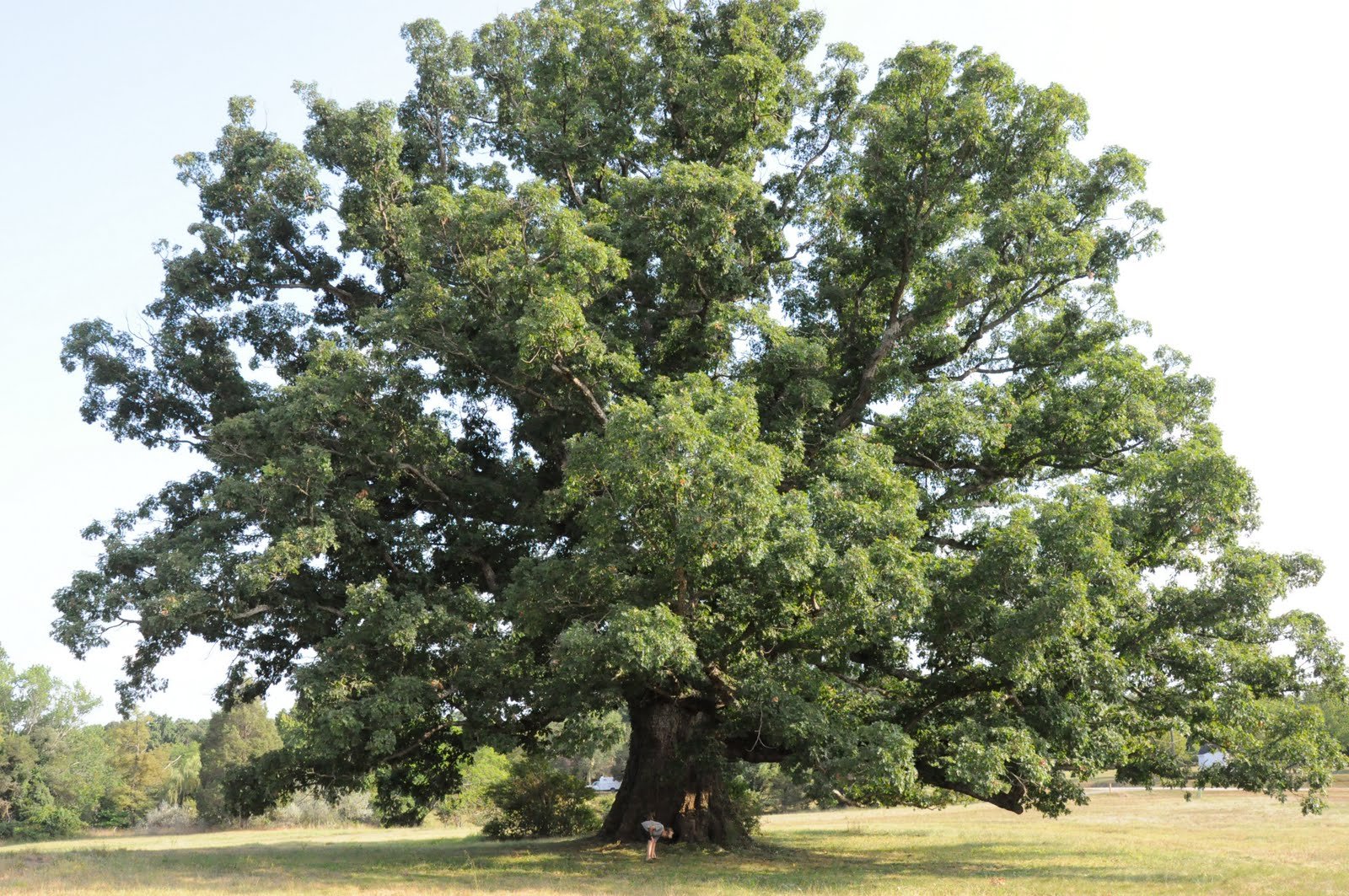 White-Oak-Earlysville-photo-credit-bp.blogspot.com_.jpg