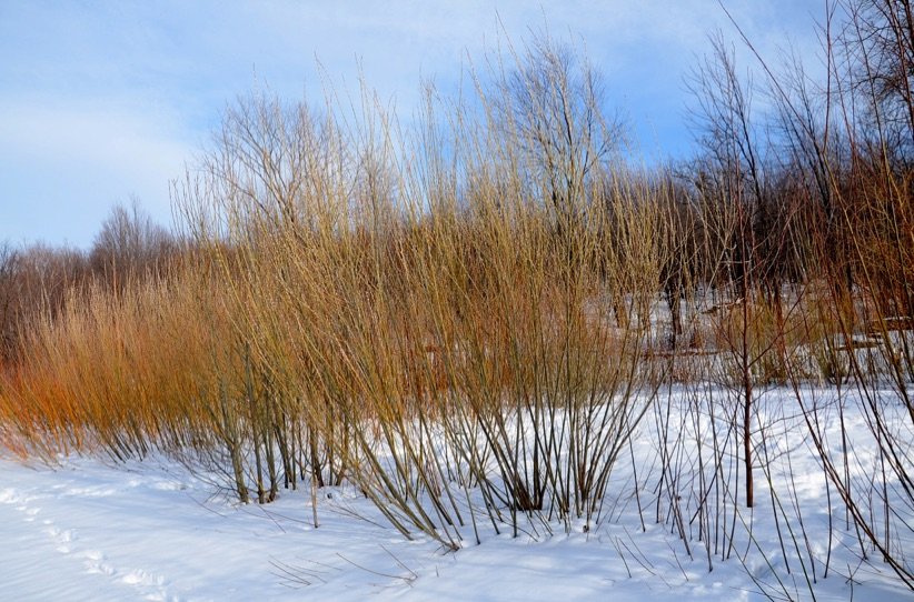 KORRU-winter-rods.jpeg