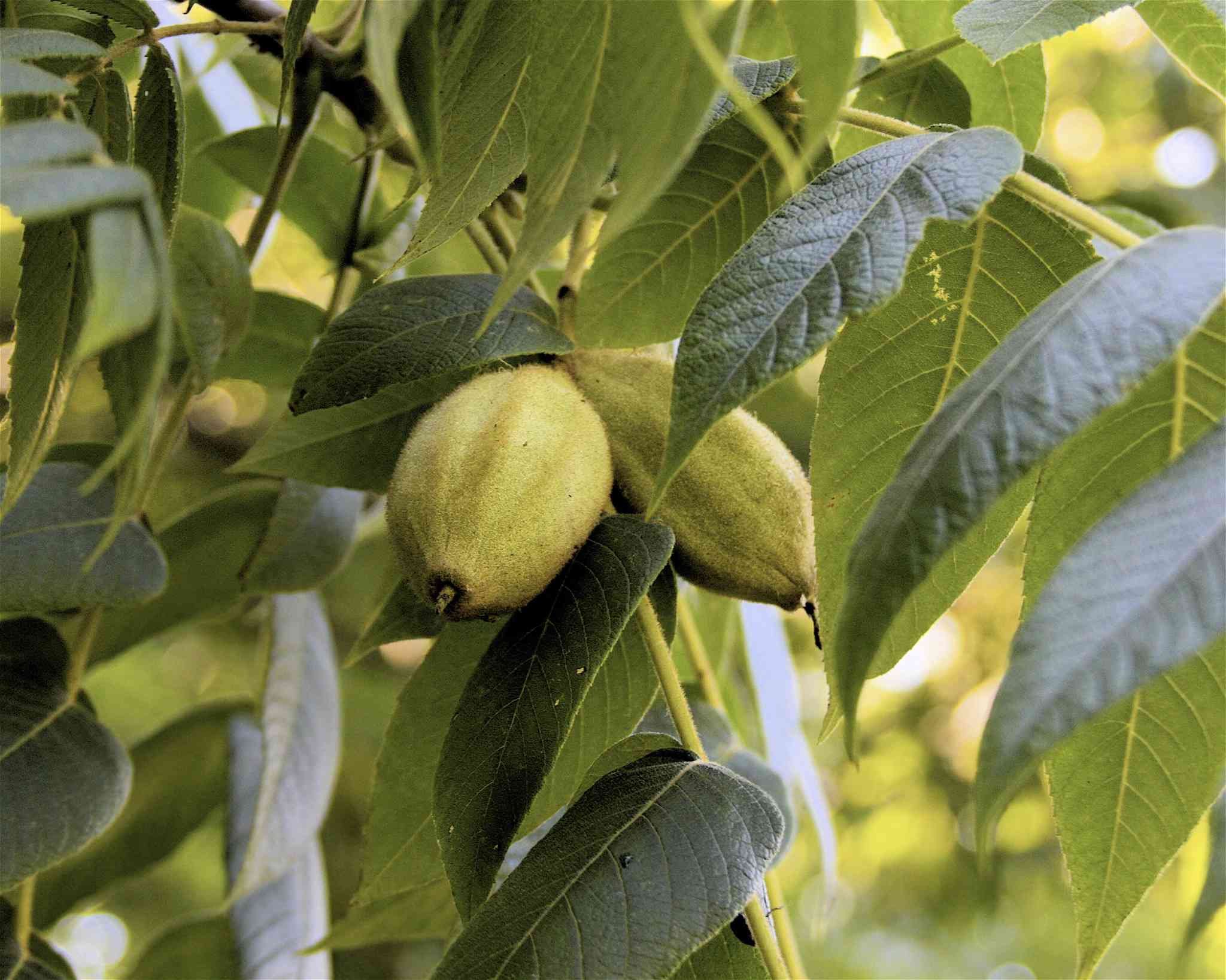 Butternuttree-9616891704_67520b3d99_k-32433ee6d3c44c0b9f7c67eceab329f4.jpg