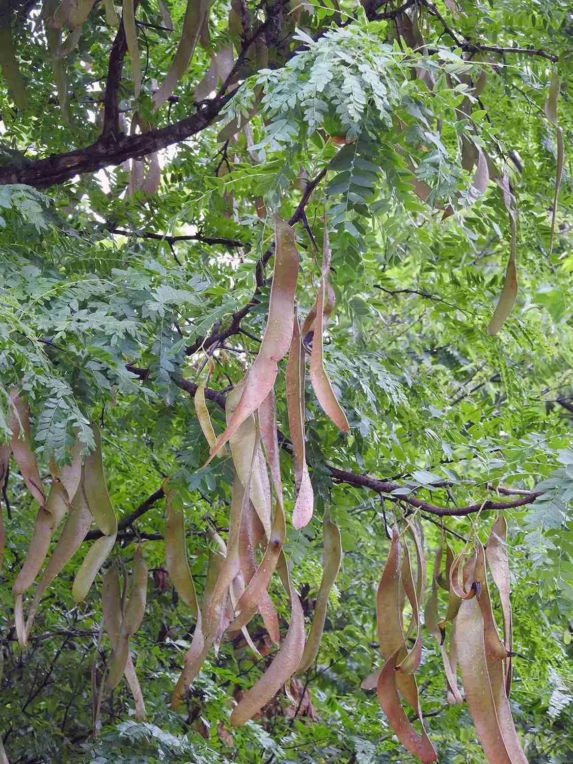 honey-locust2.jpeg