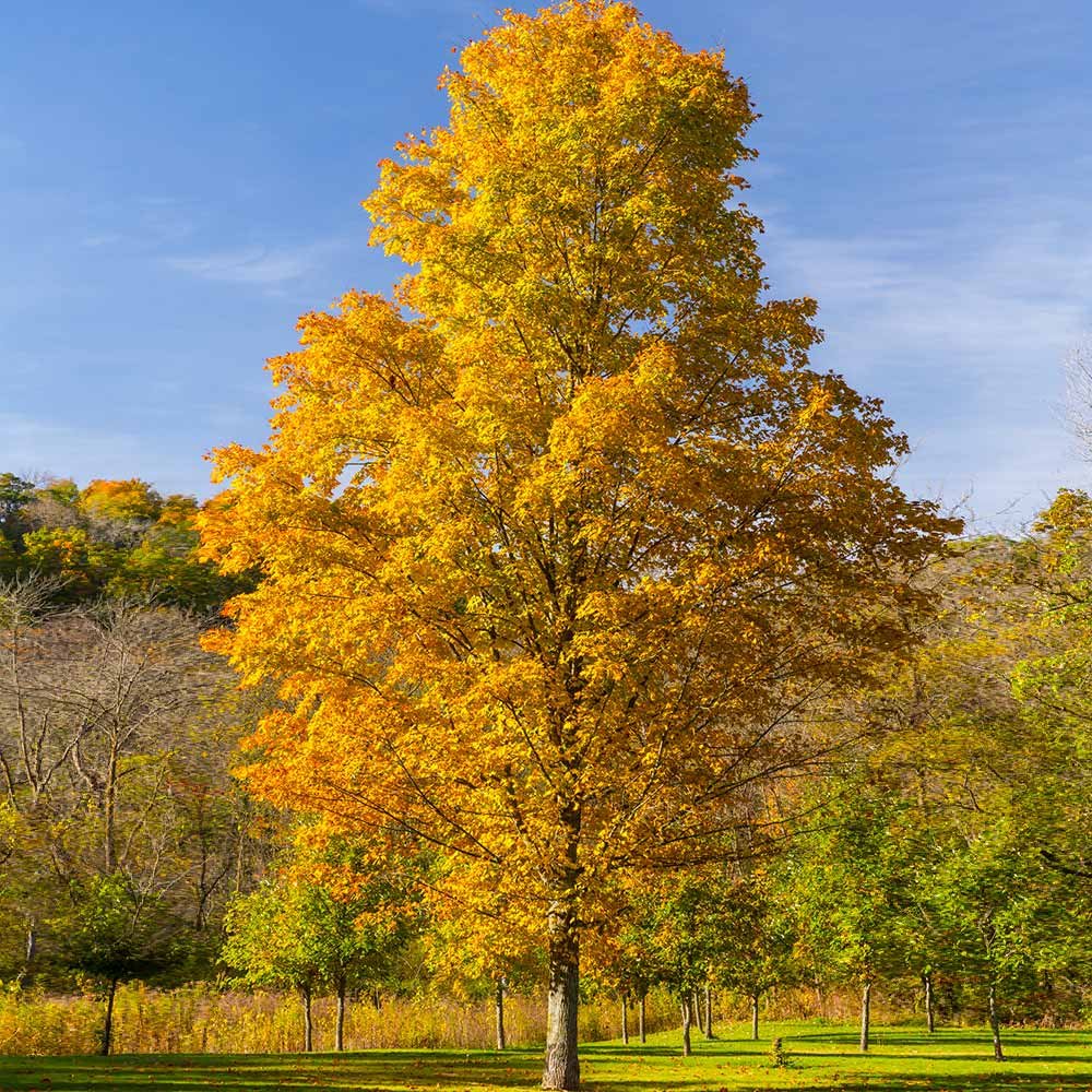 Silver_Maple_Tree.jpg