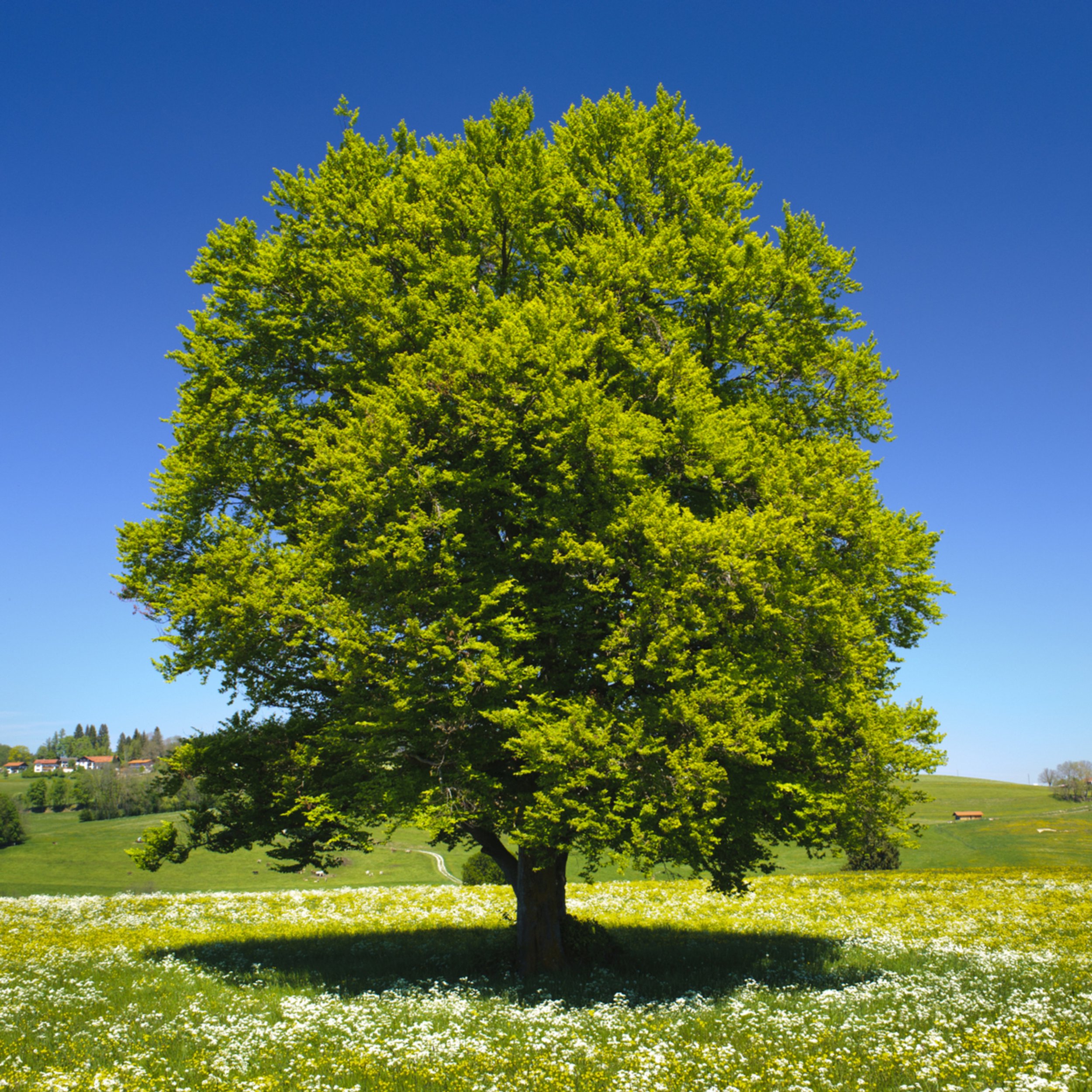 American_Beech_Tree_1__33295.jpg