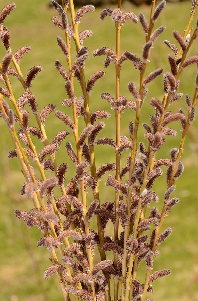 KORRU-catkin-bouquet.jpeg