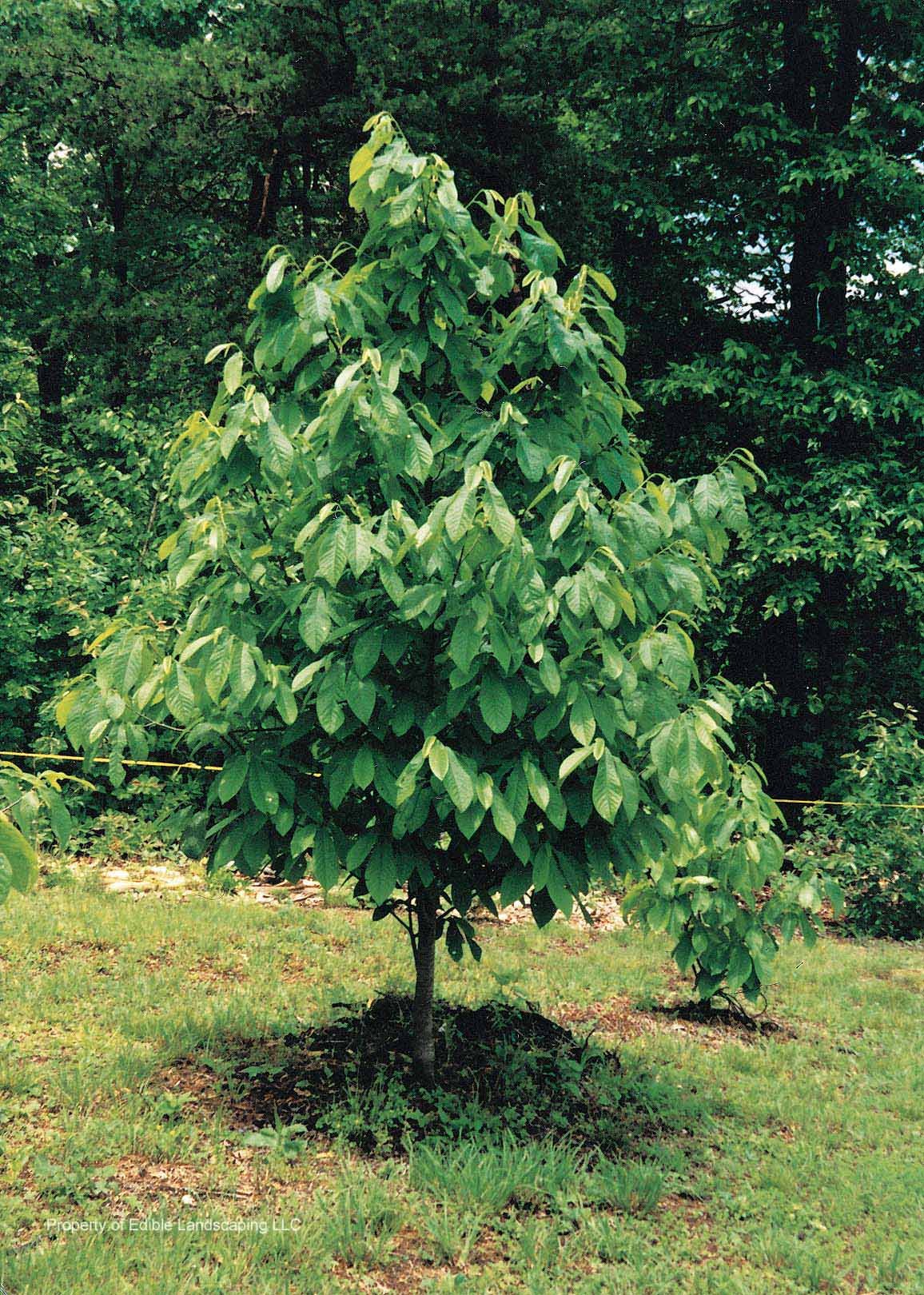 Picture-1.jpg