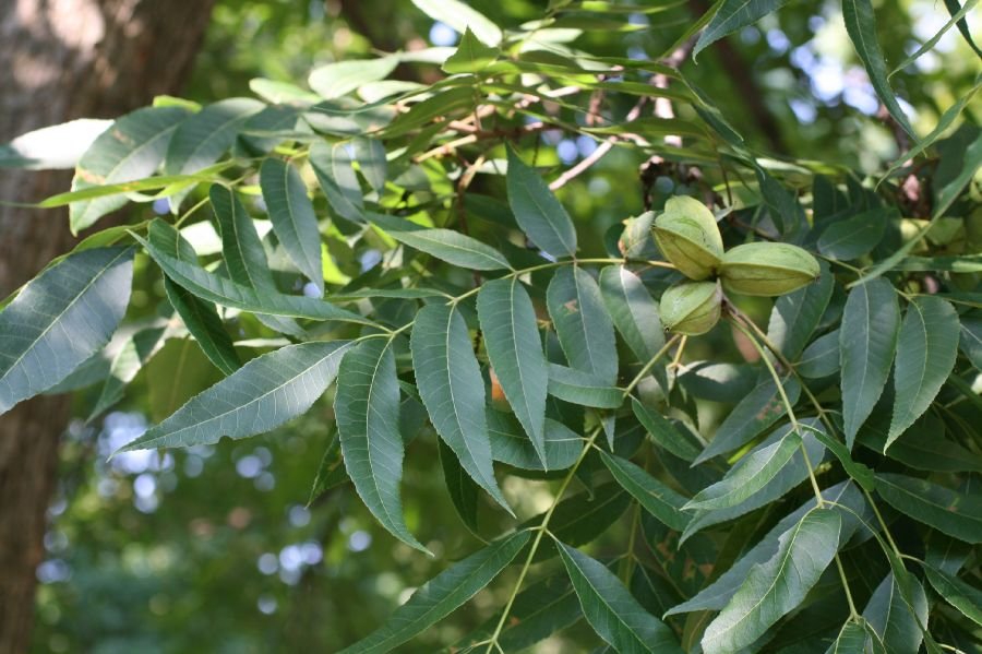 Carya-illinoiensis2.jpg