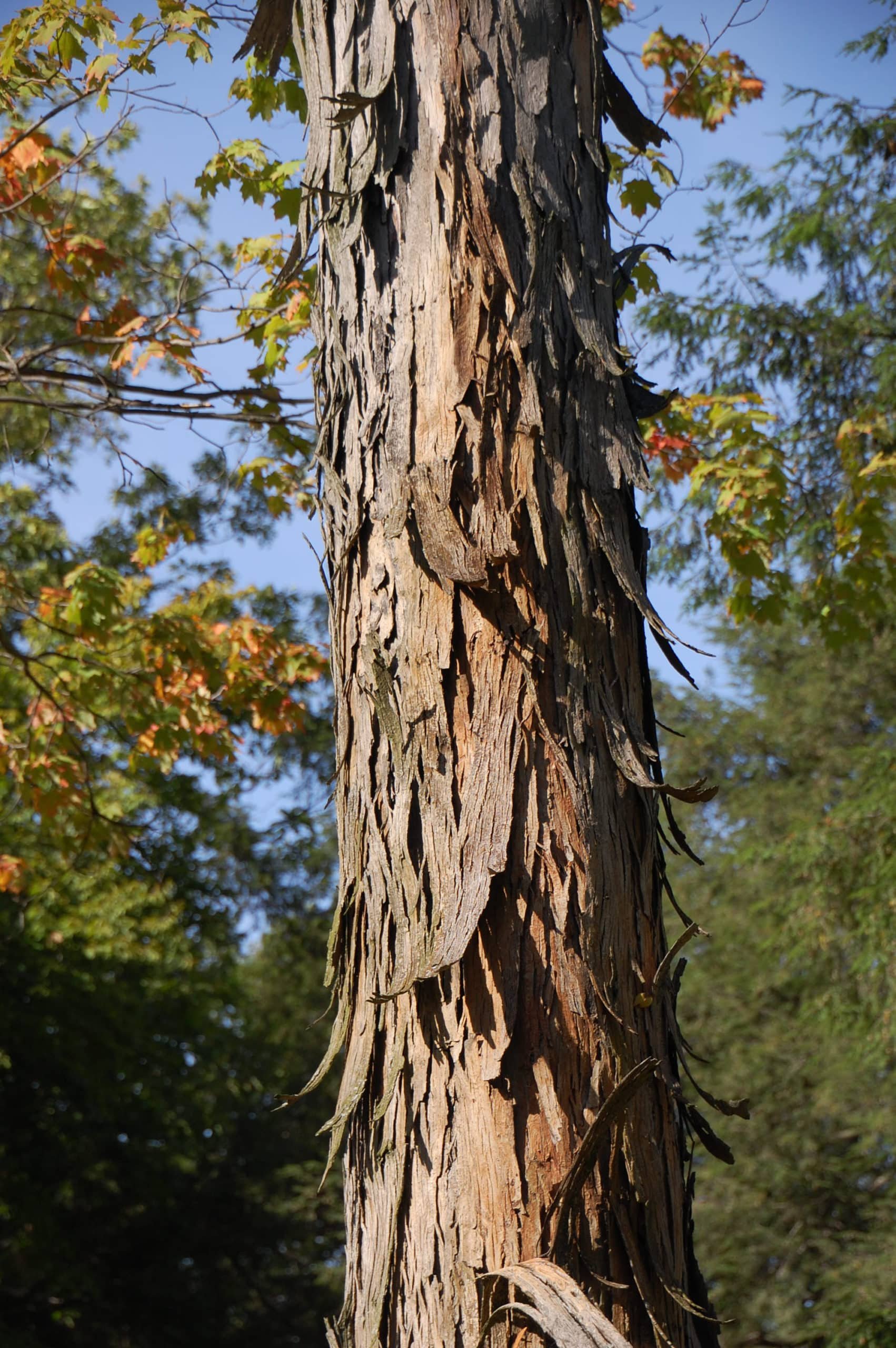 DSC_0132-scaled.jpg