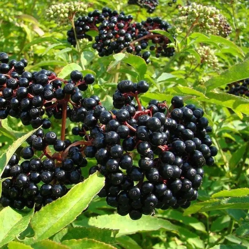 York-Elderberry-800x800.jpeg