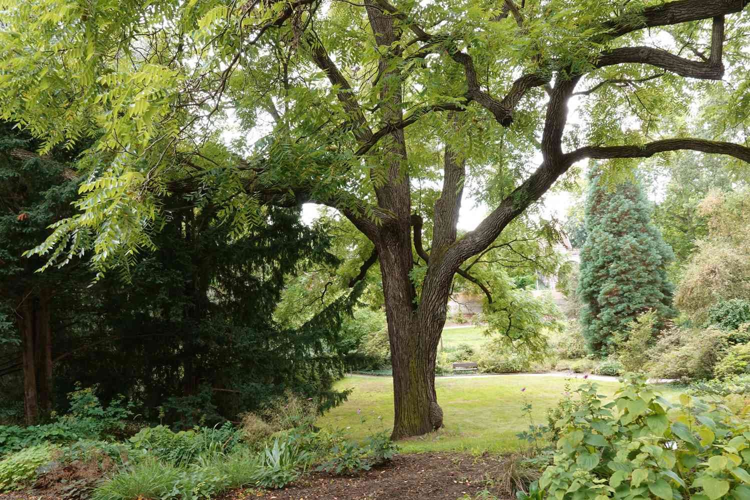 black-walnut-identification-removal-5197488-09-d75b66ea107f4982938e9002050b905d-b277bfbbaf994896be7e985a8bd9651b.jpeg