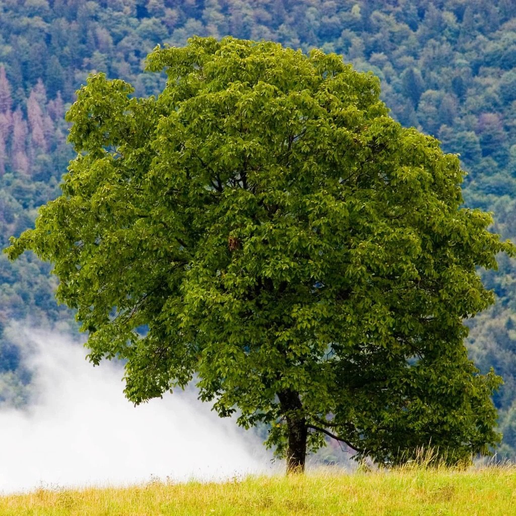 1500walnut_tree_M_1024x1024.jpeg