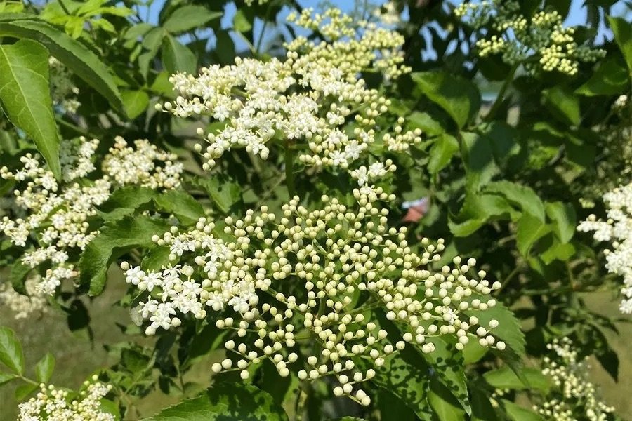 flatten-cluster-of-small-flowers-of-an-elderberry.jpeg