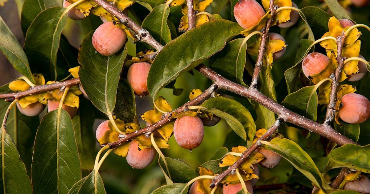 How-to-Grow-American-Persimmons-FB.jpg