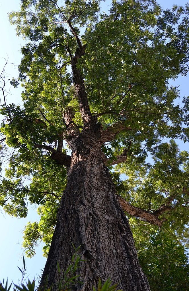 664px-Noguera_dAmèrica_o_pacaner_Carya_illinoinensis_al_jardí_botànic_València.jpg