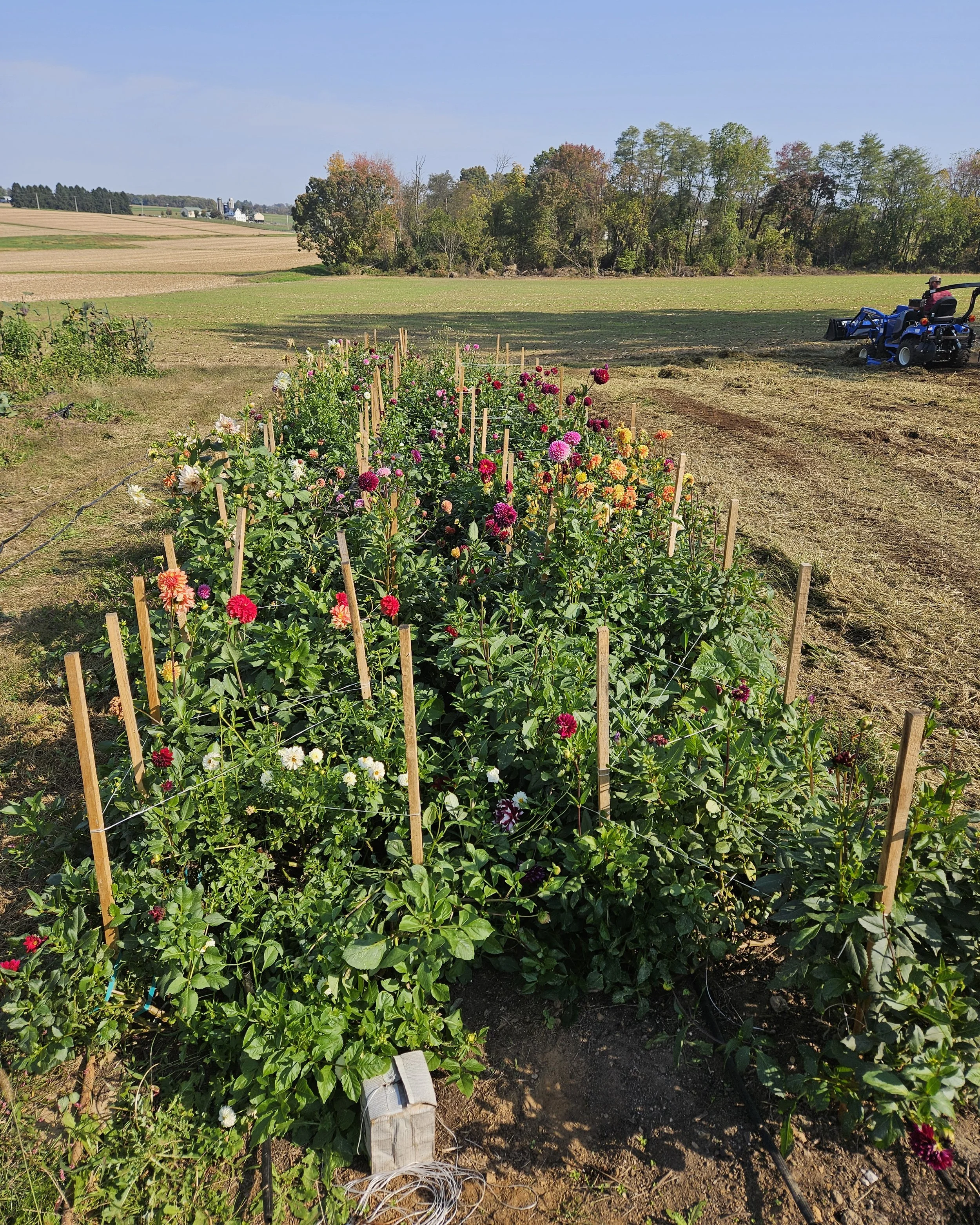 Local flower grower PA