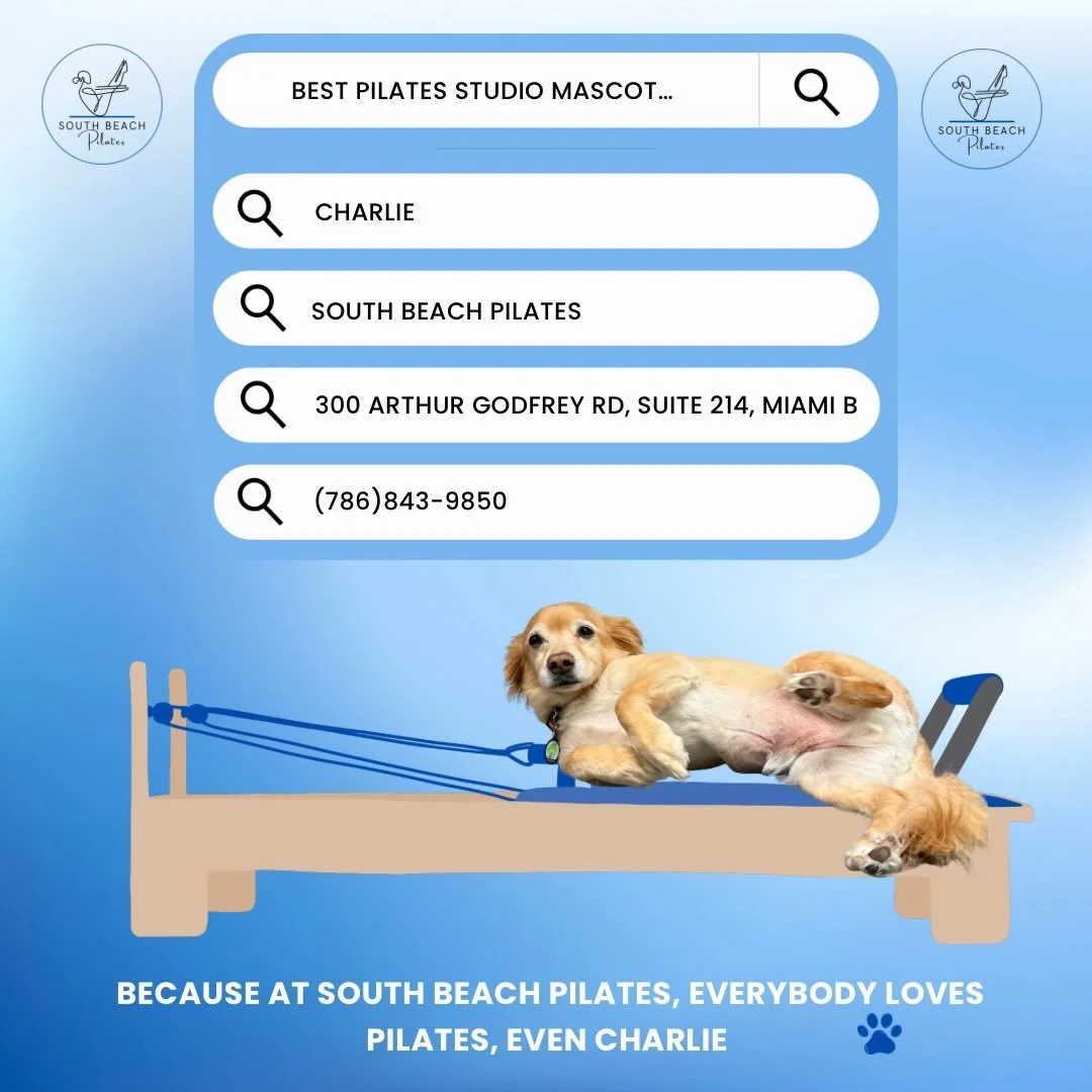 Come visit Charlie at South Beach Pilates and watch his pilates moves! 🐶🐾

#pilates #pilatesclass #miami #southbeachpilates  #southbeach