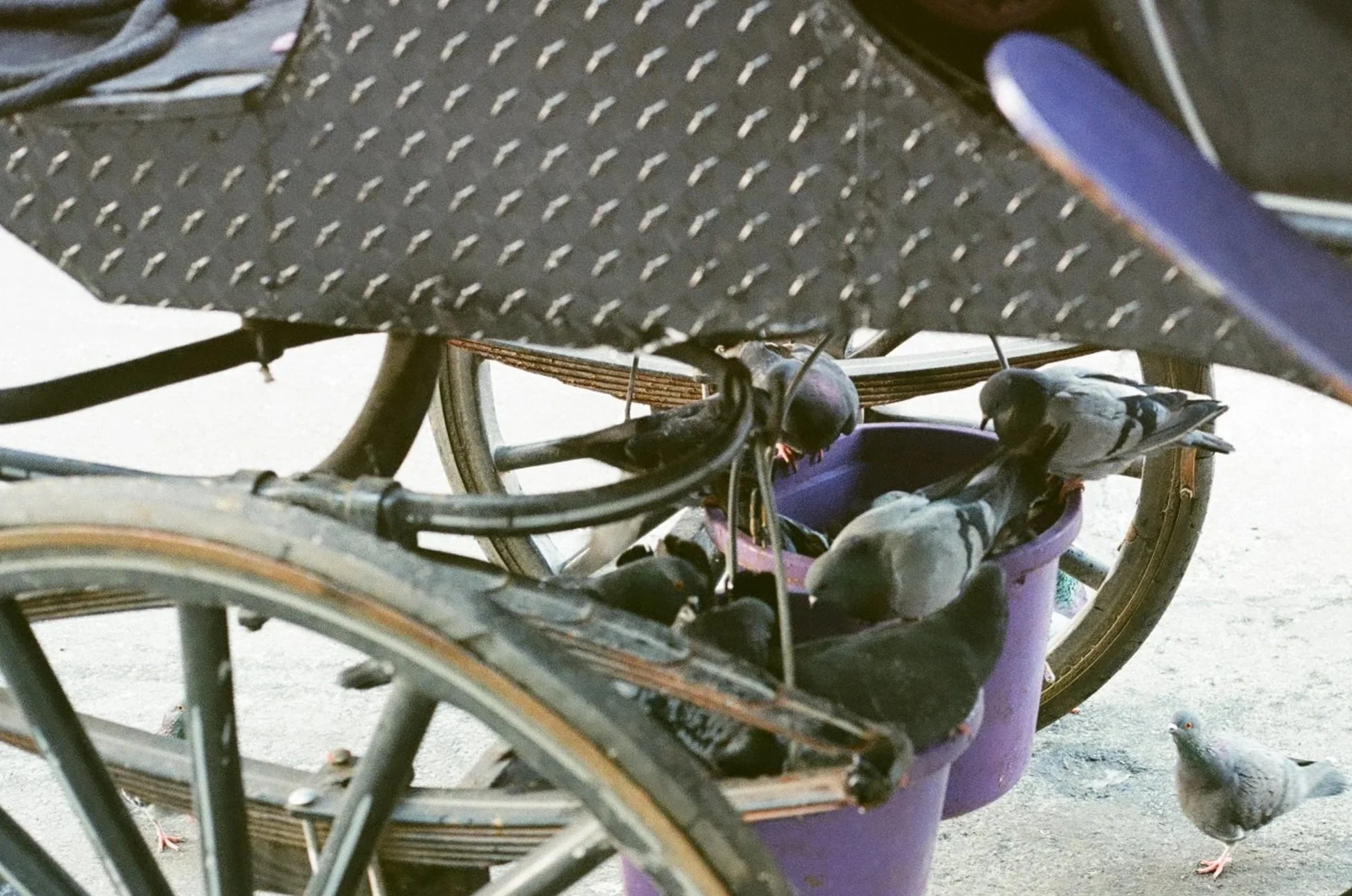 A purple trash can with pigeons pecking at food inside, under a bicycle wheel, on a sidewalk outside.