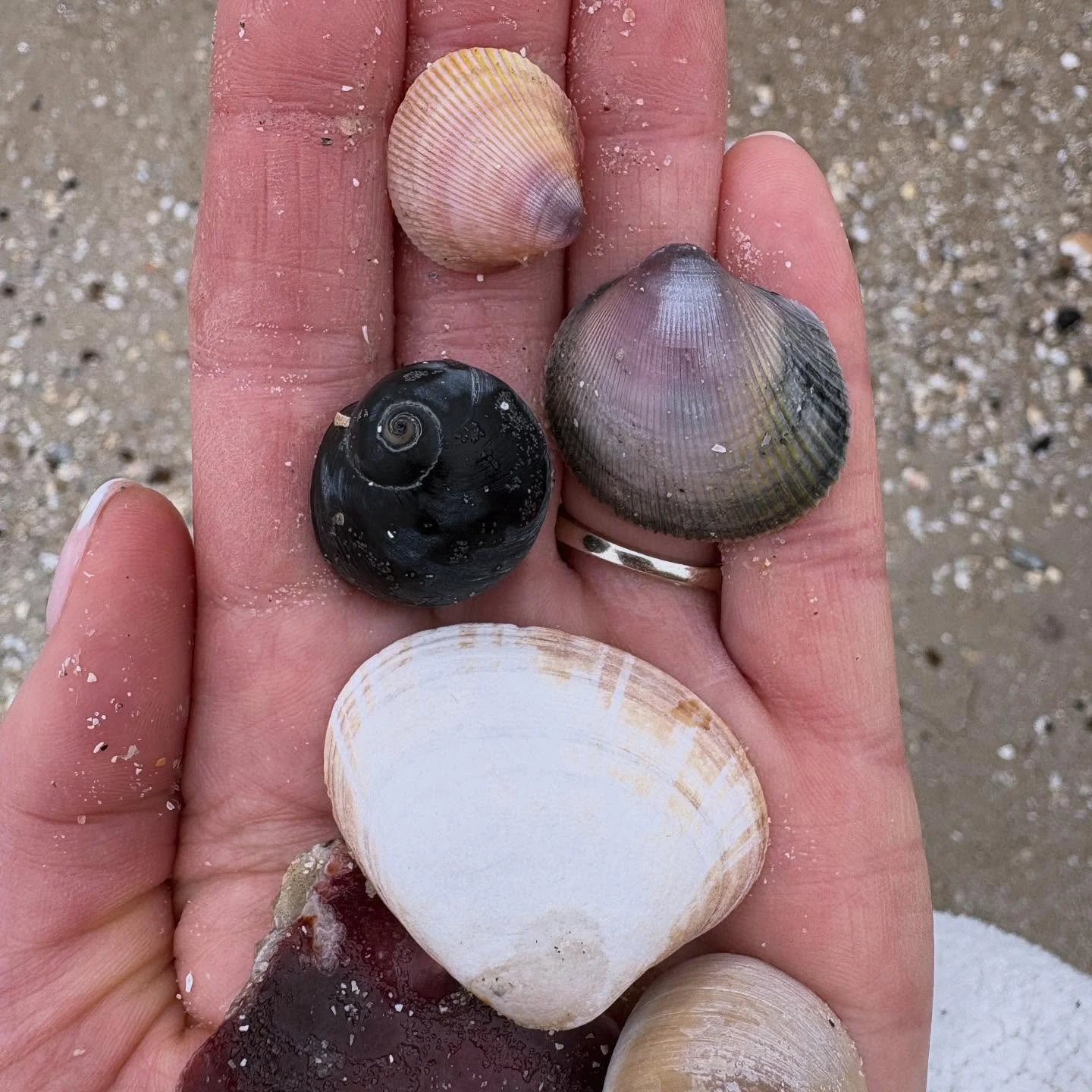 &ldquo;Do not wait for magic, the ocean already brings it to your shore&rdquo; 

#calm #intentionalliving #creatorofcalm #grounding #gratitude #holidayeveryday #oceanmagic #presence #peace #sound #meditation #mindfulness