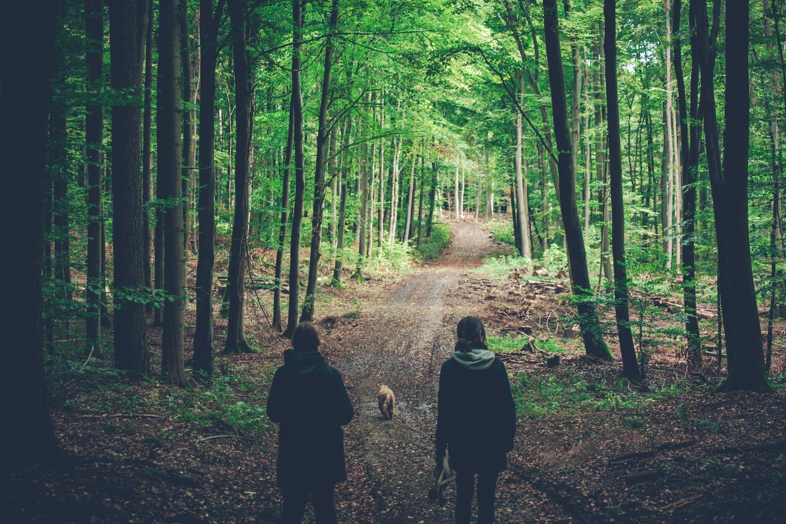 People walking on a dirt trail through a green forest with tall trees and dense foliage.