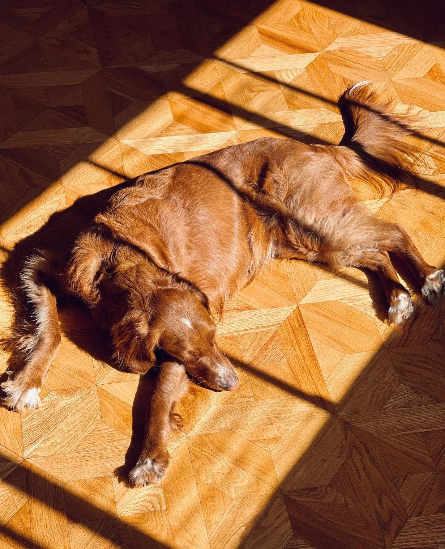 Meet Grant, our Studio Connate mascot and resident nap expert.⁠
⁠
He&rsquo;s soaking up the sunshine on the original parquet floors of our 1960s condo, living his best, most peaceful life. Always bringing the warmth (and a little bit of sass) to the 