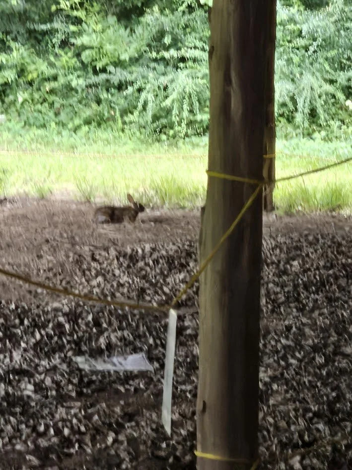 A rabbit sitting on the ground among fallen leaves in a wooded area, with trees and greenery in the background during a field trip with Beulah's Bunch Camp organizers..