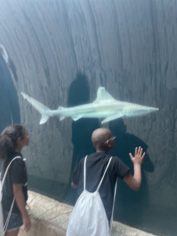 Two children observe a shark through an aquarium glass wall during a Beulah's Bunch field trip.