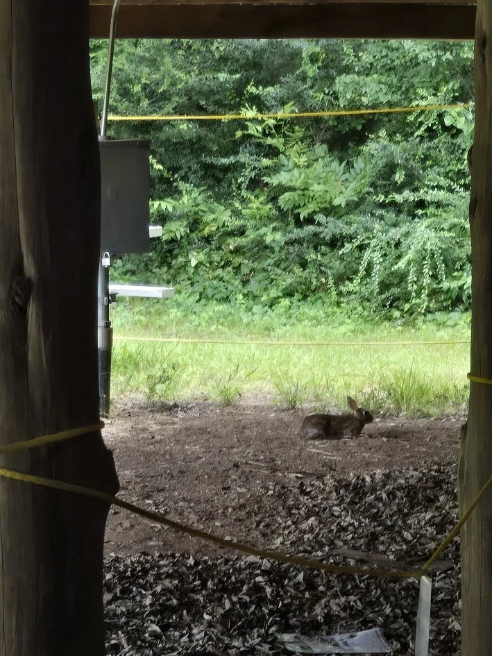 View of a rabbit resting on the ground with greenery and trees in the background, seen from a wooden structure with yellow ropes during a field trip with Beulah's Bunch Camp organizers.