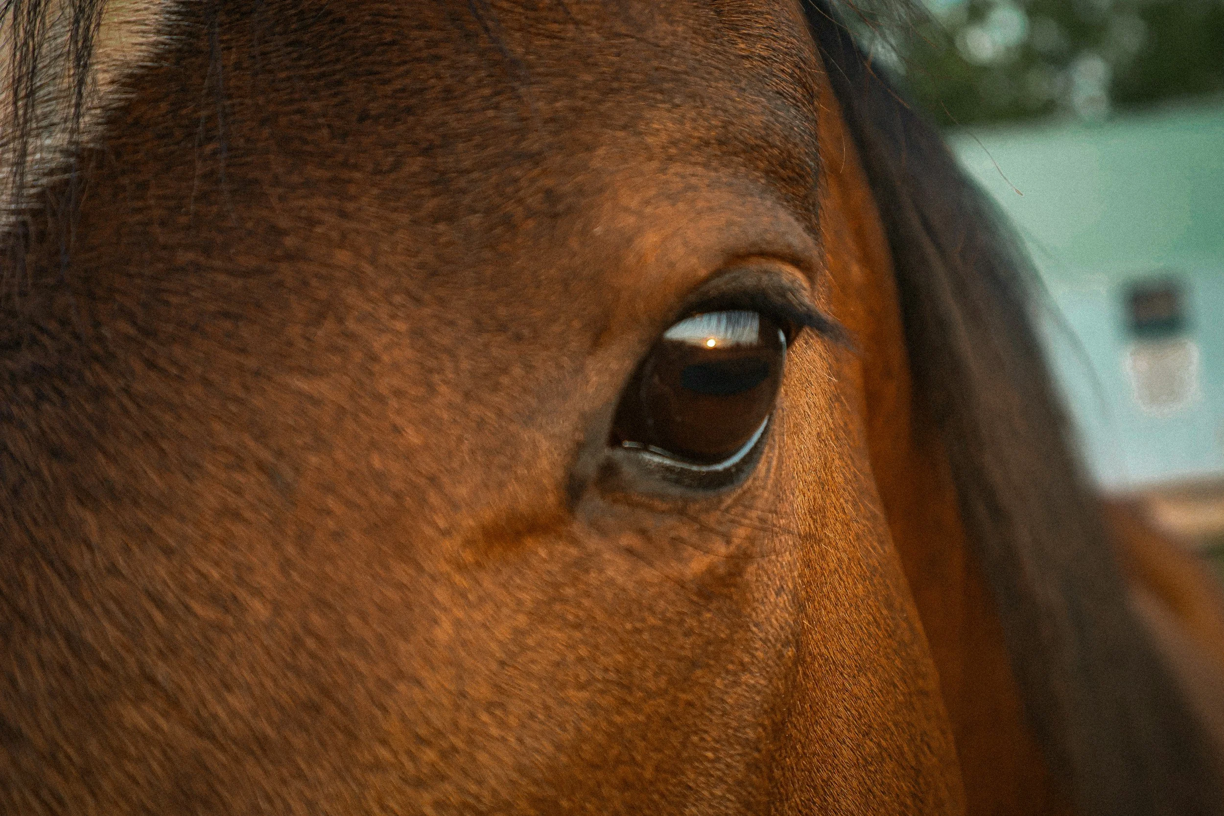 Close-up of a brown horse's eye.