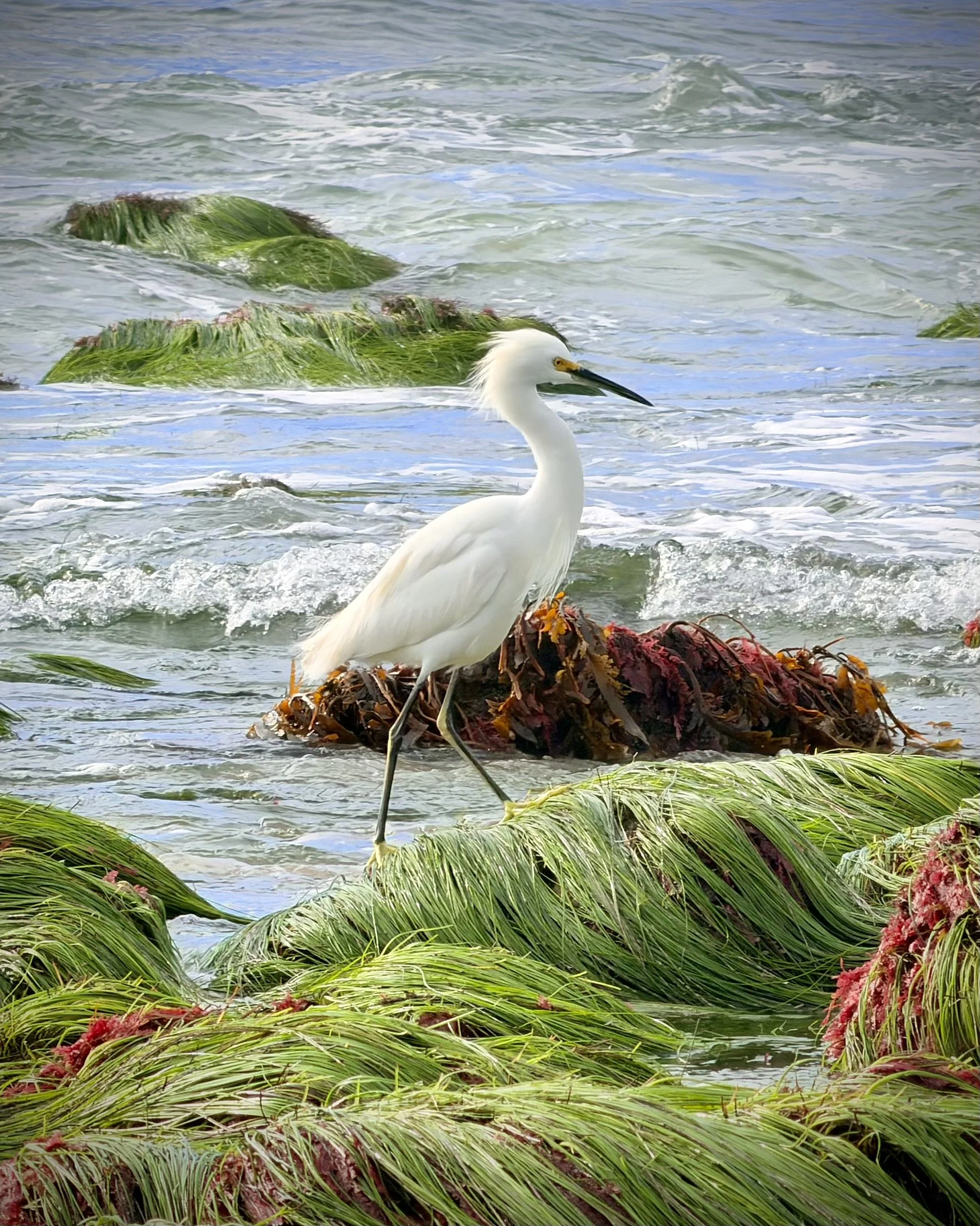   Snowy Egret  