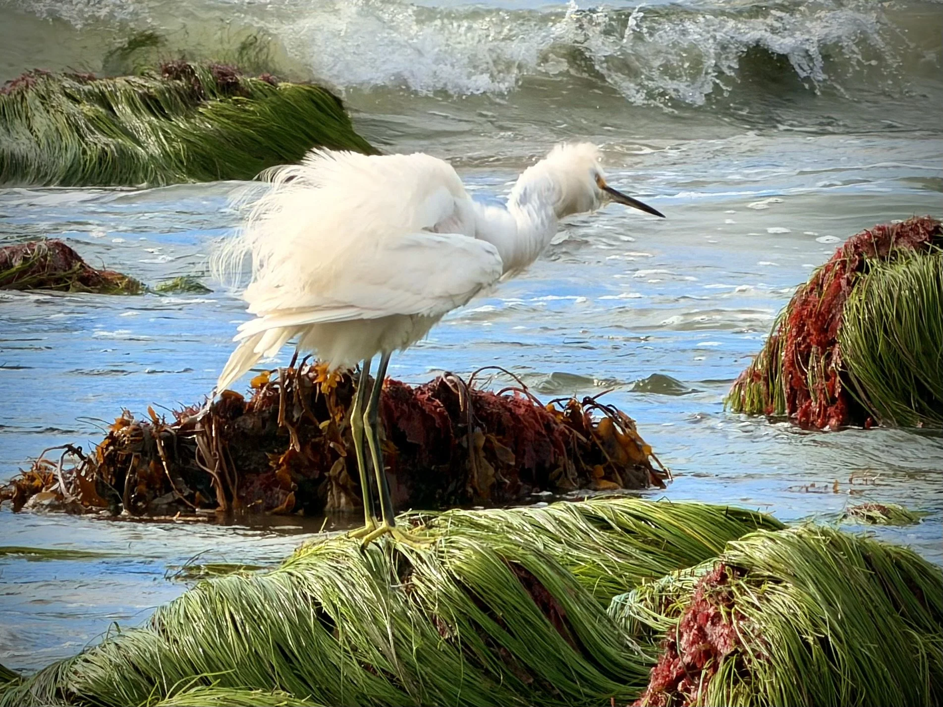   More like a “wooly egret”  