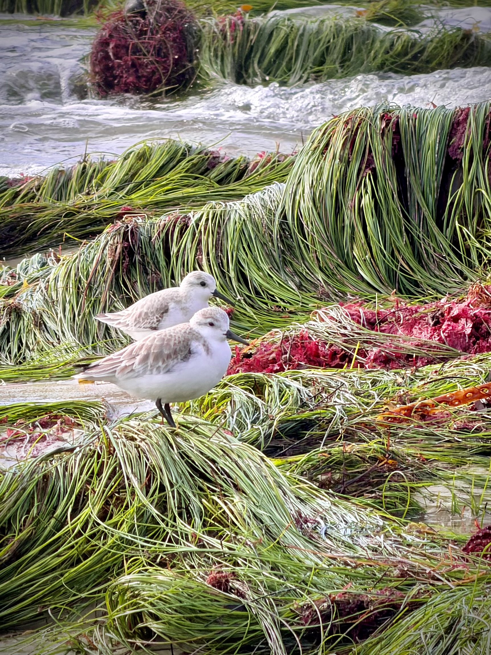   Sanderling pair  