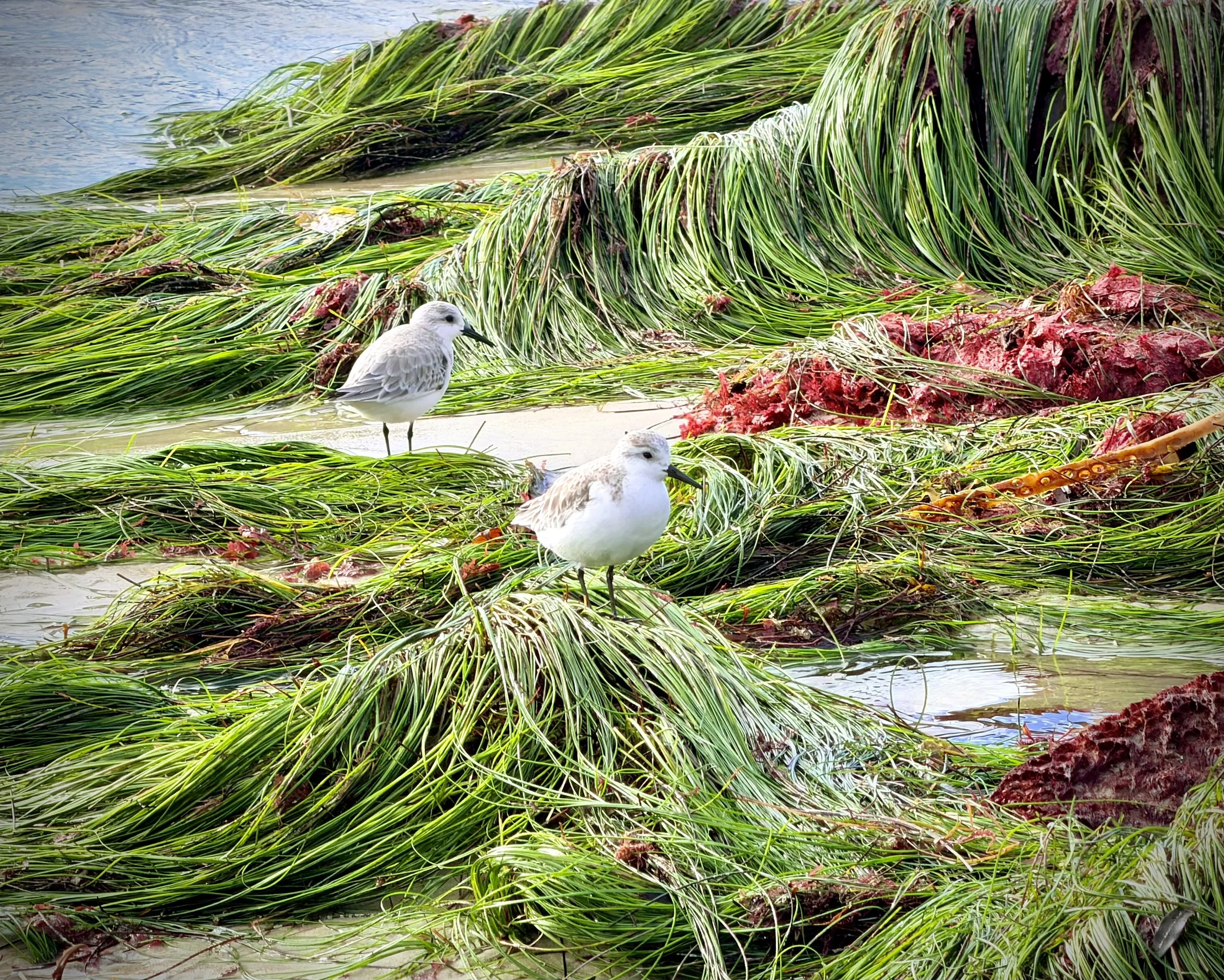   Sanderlings  
