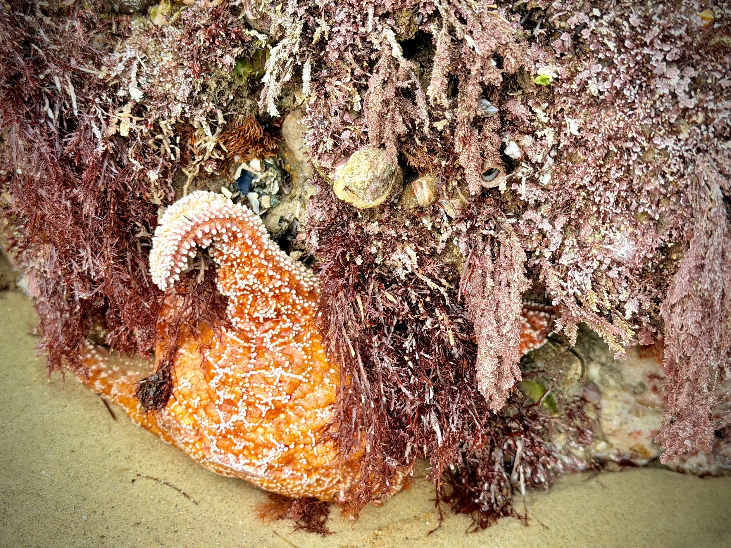   Sea Star (aka “star fish”)  