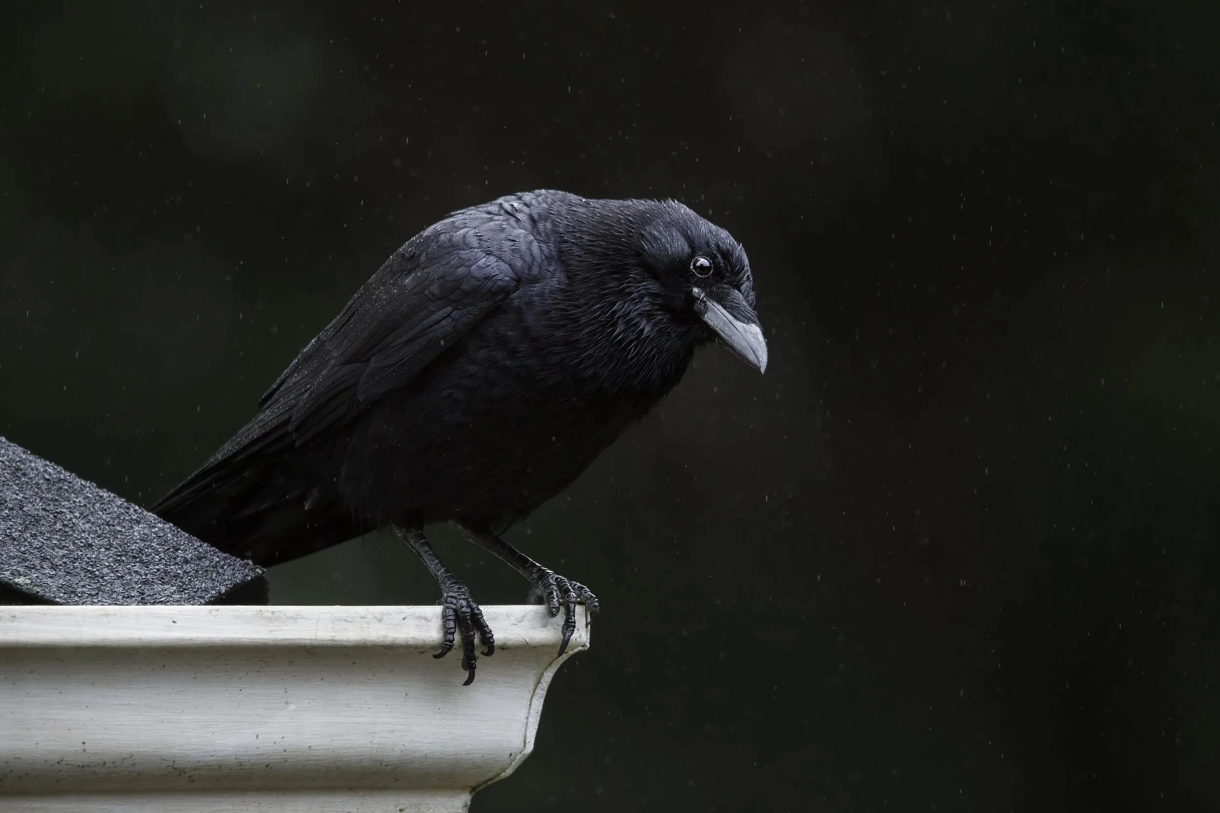 Crow-3.jpg