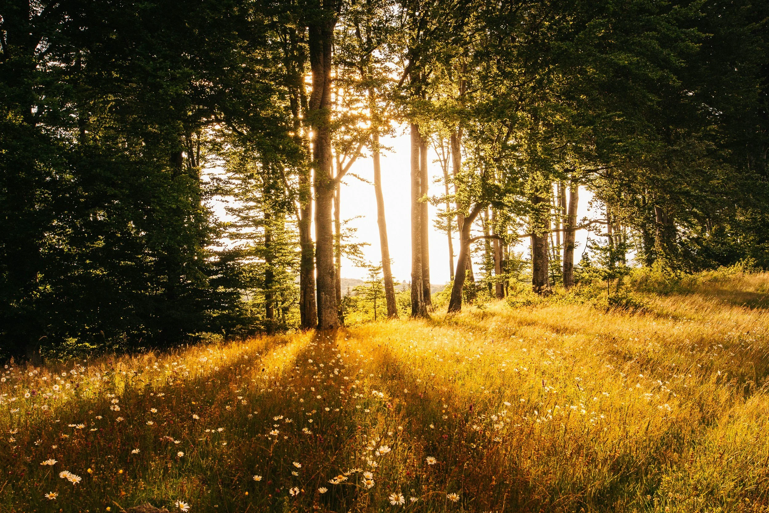 Sunlight filtering through tall trees in a forest, illuminating a grassy meadow with white wildflowers.
