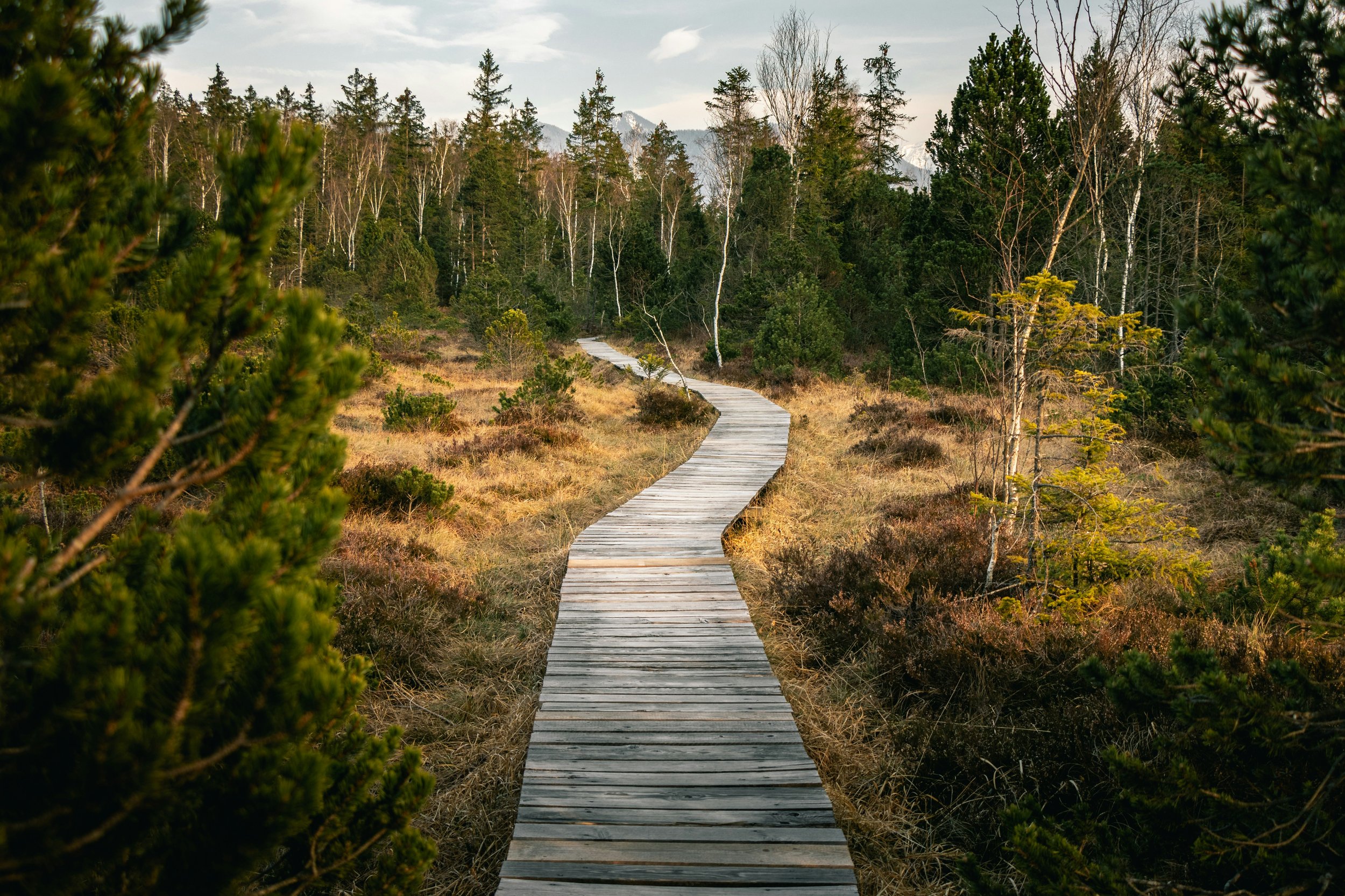 A winding wooden boardwalk running through a forested landscape with trees and mountains in the background on a partly cloudy day.