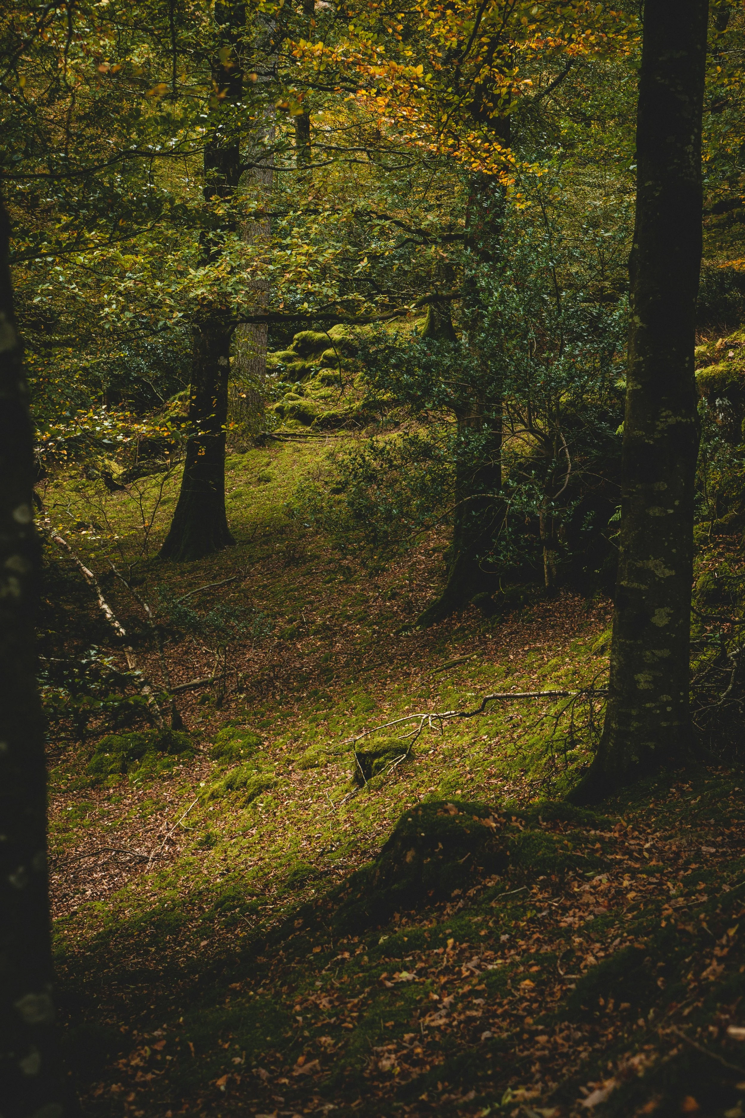 A dense forest scene with tall trees, green moss-covered rocks, and fallen leaves on the ground.