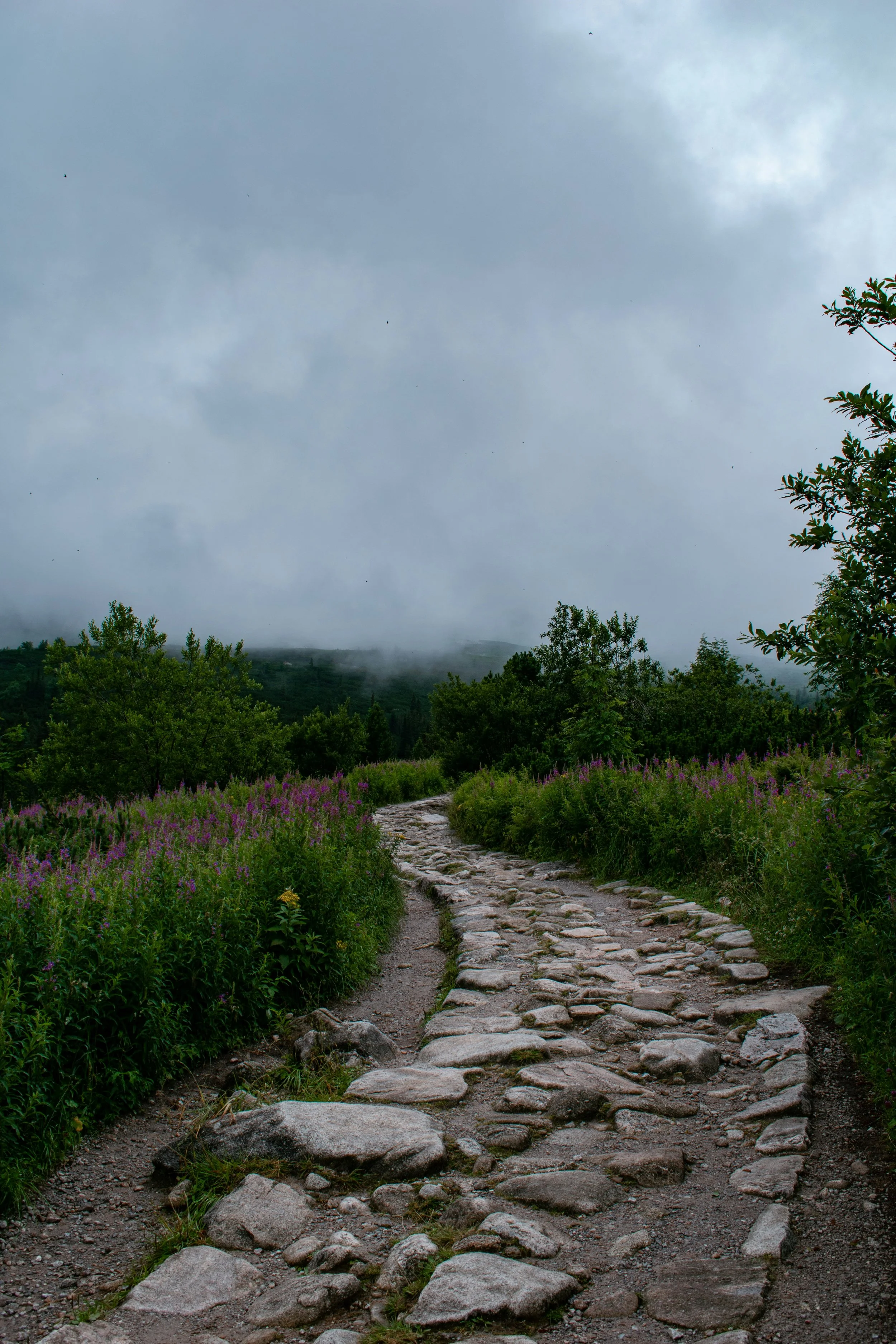 A rocky dirt pathway winding through lush green bushes and trees, with fog rolling over distant hills under a cloudy sky.
