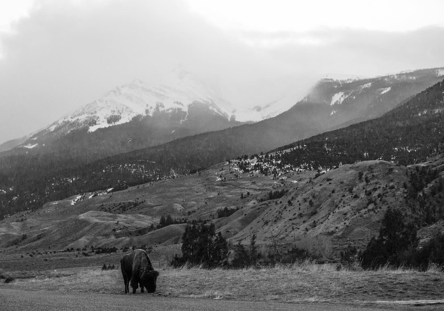 I stopped on the side of the road in Montana on the way to Yellowstone to take this. I think it was almost a decade ago!
It was pretty unreal how grand that place is, especially when it would snow.
#yellowstonenationalpark