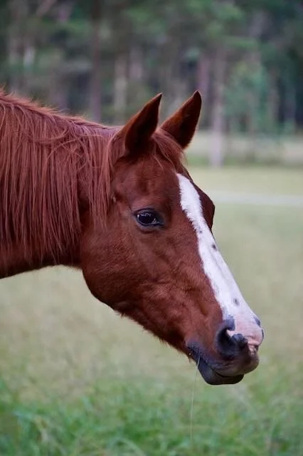 Close-up of a chestnut horse with a white blaze on its face standing in a grassy field with trees in the background.