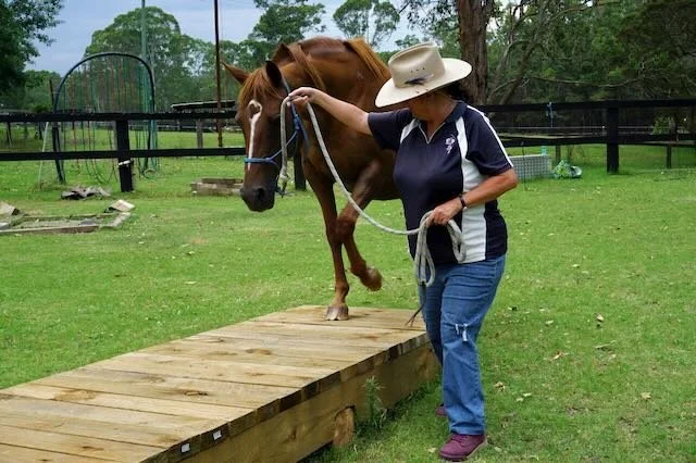 Miche and Sage teeter totoer.jpeg