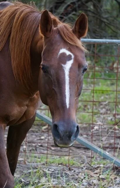 A brown horse with a heart-shaped mark on its forehead standing outdoors near a wire fence.