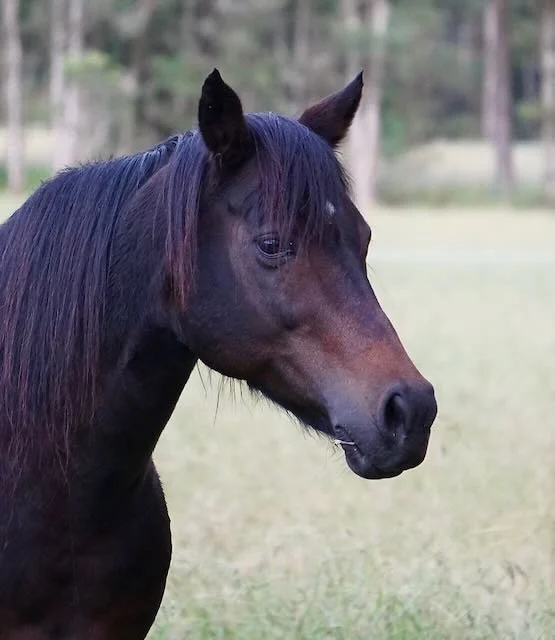 Close-up of a dark brown horse with a long mane standing in a grassy field with trees in the background.