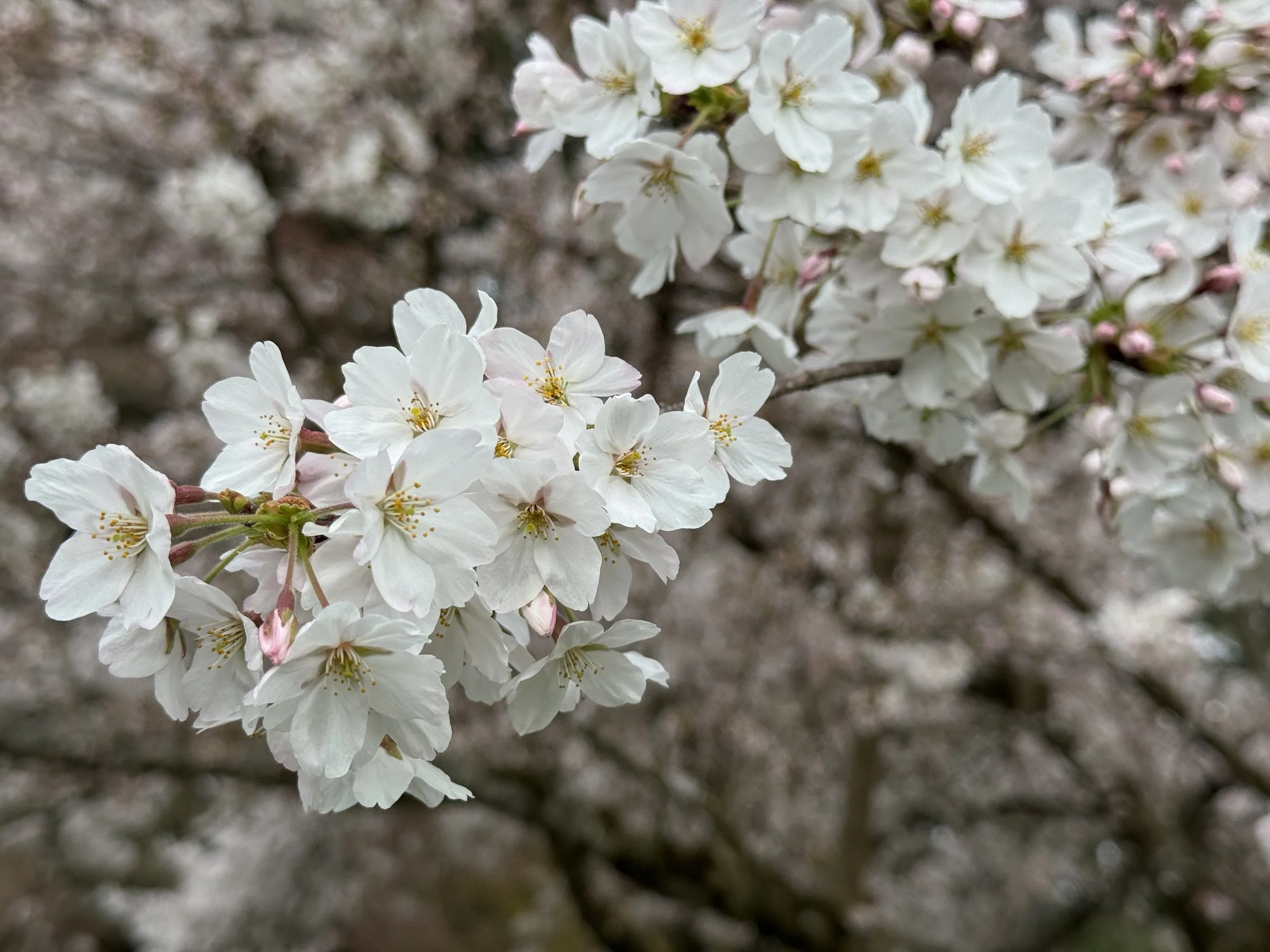 March 17 Full Bloom! (tap for more)