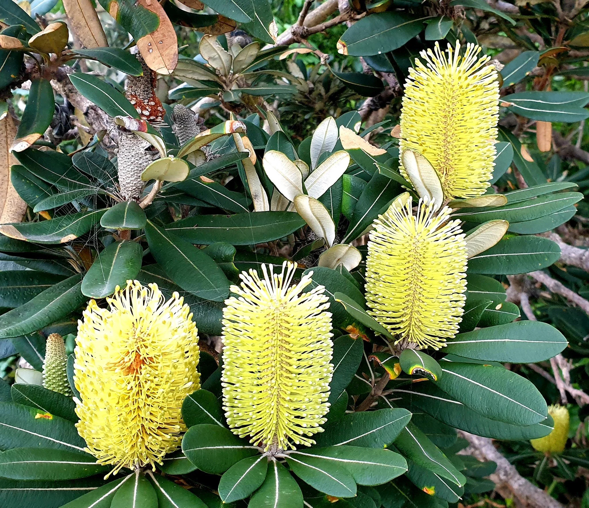 Banksia integrifolia 'Prostrate'