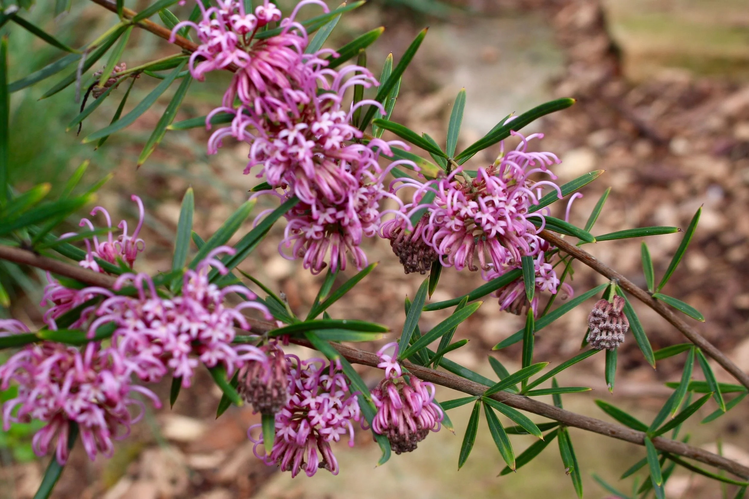 Grevillea sericea 'Mauve Clusters'