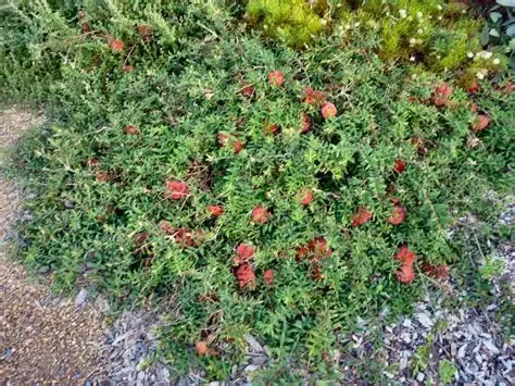 melaleuca little gem.webp