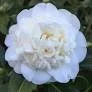 Camellia 'Mansize'