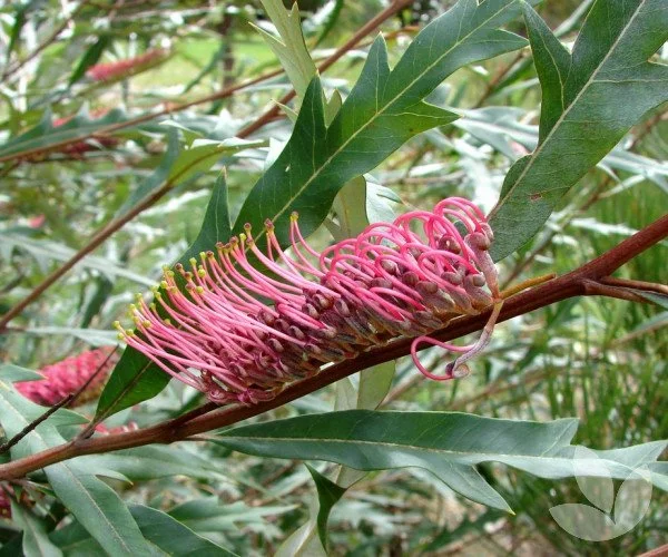 Grevillea_barklyana-small.jpg