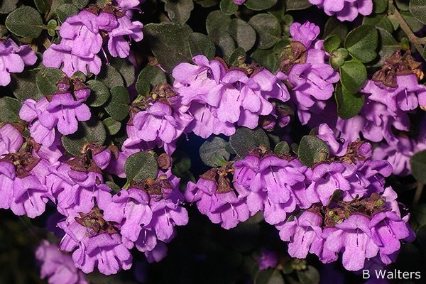 Prostanthera rotundifolia 'Native Mint'